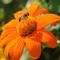 Drone fly visiting the Mexican sunflower. (Photo by Kathy Keatley Garvey)