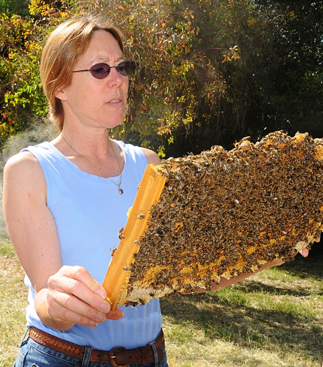 Susan Cobey checks out a frame at the Harry H. Laidlaw Jr. Honey Bee Research Facility at UC Davis. (Photo by Kathy Keatley Garvey)