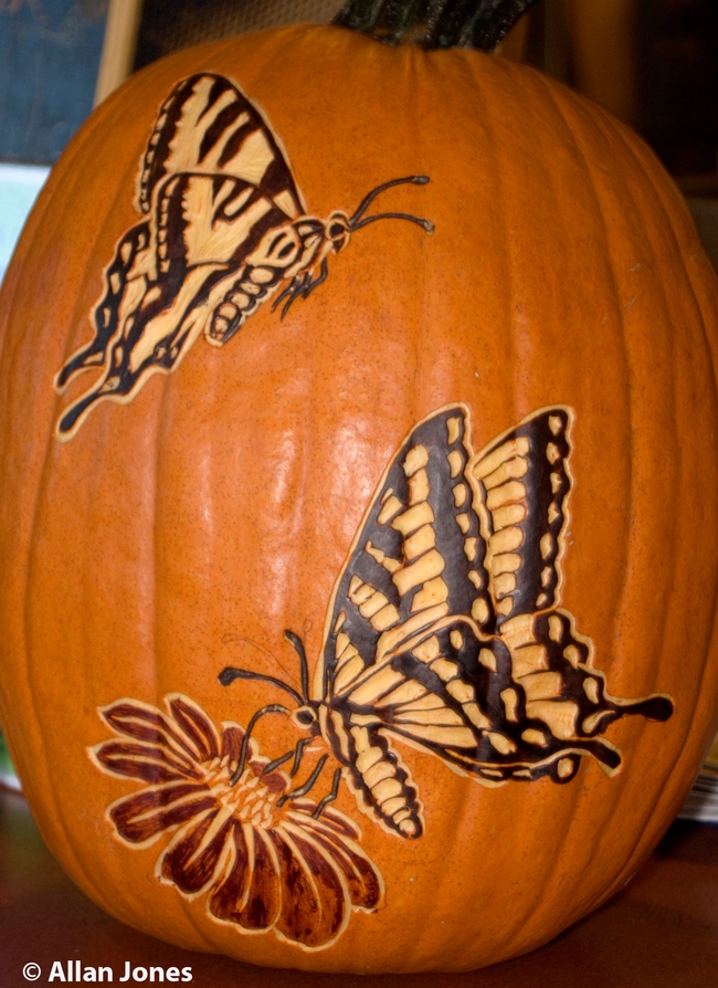 Allan Jones depicted the colorful Western tiger swallowtails, Papilio rutulus, on this pumpkin. (Photo by Allan Jones)