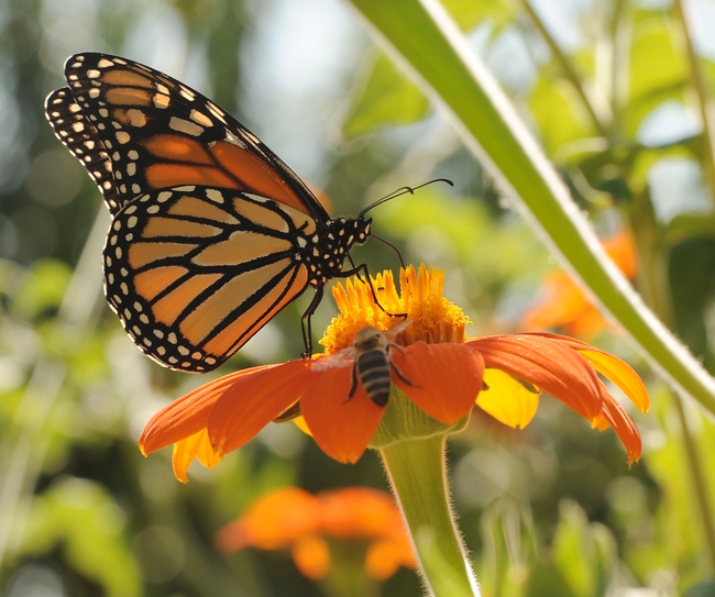 Monarch butterfly watches as a honey bee crawls up a Mexican sunflower. (Photo by Kathy Keatley Garvey)