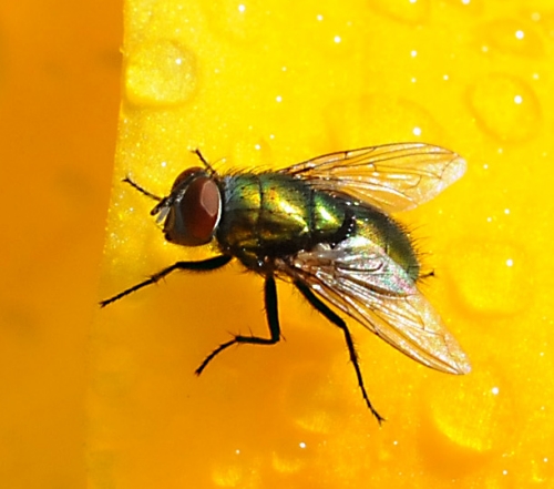 This bottle green fly is red-eyed and metallic green. (Photo by Kathy Keatley Garvey)