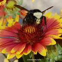 A yellow-faced bumble bee, Bombus vosnesenskii, nectaring on a blanket flower, Gaillardia. (Photo by Kathy Keatley Garvey)