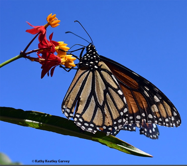 A monarch nectaring on tropical milkweed, Asclepias curassavica, in October, 2021 in Vacaville, Calif. (Photo by Kathy Keatley Garvey)