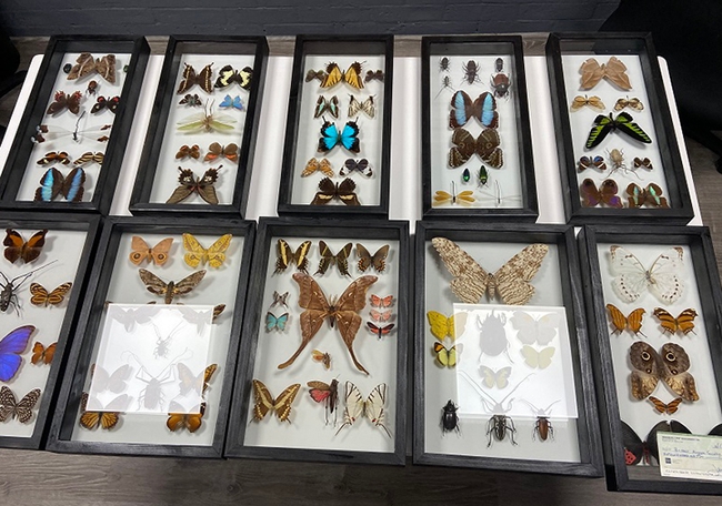 This is one of the framed displays of insect specimens by Jeff Smith, curator of the Lepidoptera collection at the Bohart Museum of Entomology. He created 10 framed displays for the Neighborly Pest Management, Roseville. Jeff Smith donated the funds to the Bohart Museum of Entomology. (Photo by Jeff Smith)