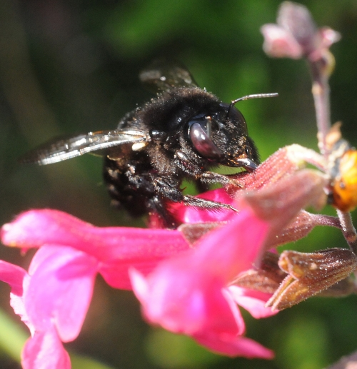 This female carpenter bee (