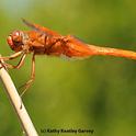 A flameskimmer dragonfly, Libellula saturata, perched in Vacaville, Calif. One of Professor Kimsey's students commented on their 
