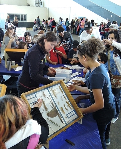 Tabatha Yang, the Bohart Museum's outreach and public education coordinator, shows specimens to youths at a Solano County Ag Day in Vallejo. The UC Davis CrowdFund resulted in $6000 earmarked for UC Davis students to make traveling display cases. (Photo by Kathy Keatley Garvey)