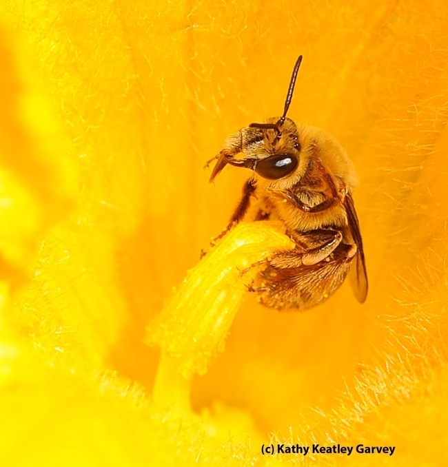The squash bee,  Peponapis pruinosa, is a specialist that pollinates only the cucurbits or squash family, Cucurbitaceae. (Photo by Kathy Keatley Garvey)