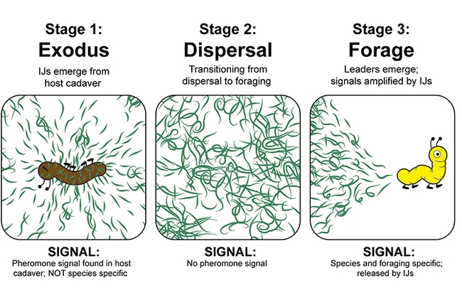 Illustrations for Fatma Kaplan's seminar on Dec. 1 to the UC Davis Department of Entomology and Nematology