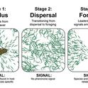 Illustrations for Fatma Kaplan's seminar on Dec. 1 to the UC Davis Department of Entomology and Nematology