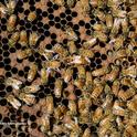 Can you find the queen bee? (Photo by Kathy Keatley Garvey)