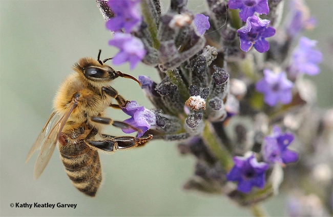Can you find the varroa mite on this worker bee? She is nectaring on lavender. (Photo by Kathy Keatley Garvey)