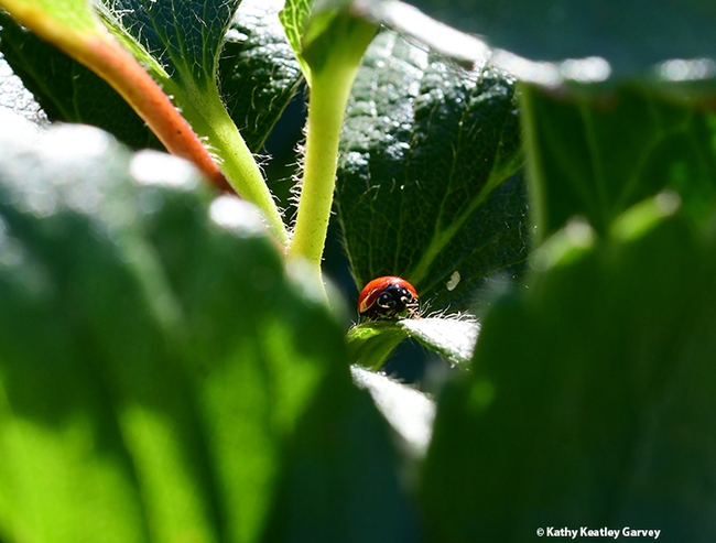 A lady beetle feasting on aphids on a strawberry plant in a Vacaville garden. (Photo by Kathy Keatley Garvey)