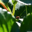 A lady beetle feasting on aphids on a strawberry plant in a Vacaville garden. (Photo by Kathy Keatley Garvey)