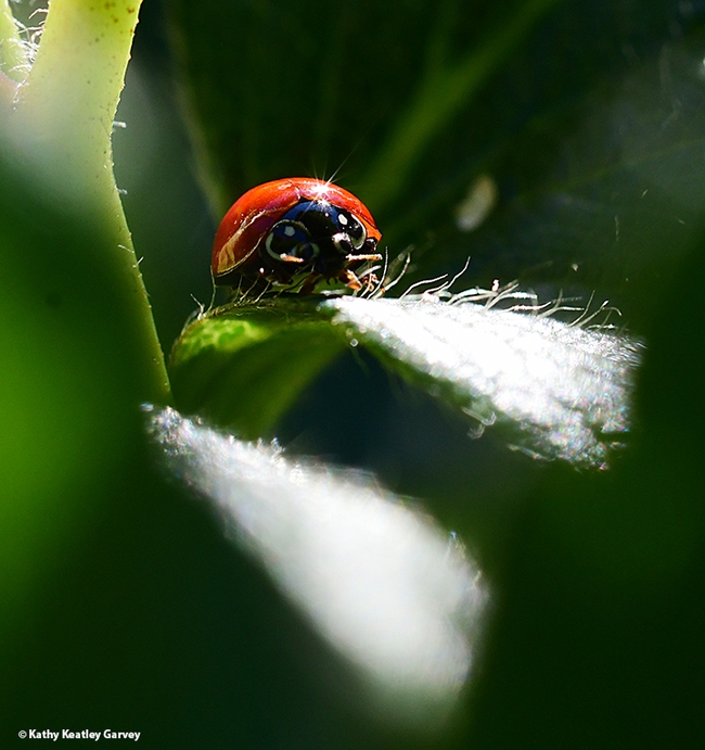 A lady beetle peers at the photographer. (Photo by Kathy Keatley Garvey)