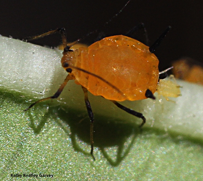 Another close-up of an aphid giving birth in a Vacaville pollinator garden. (Photo by Kathy Keatley Garvey)