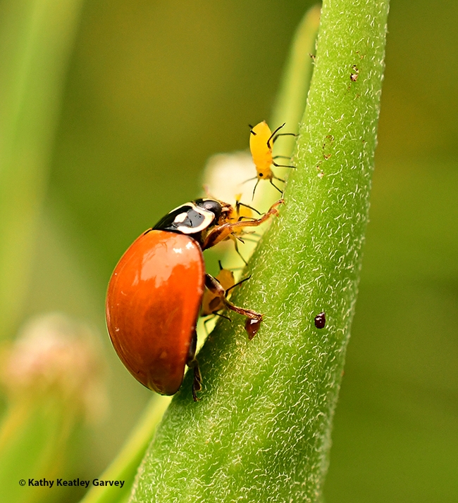 A lady beetle, aka ladybug, chowing down on an aphid, while another 