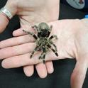 A tarantula at the Bohart Museum of Entomology. (Photo by Kathy Keatley Garvey)