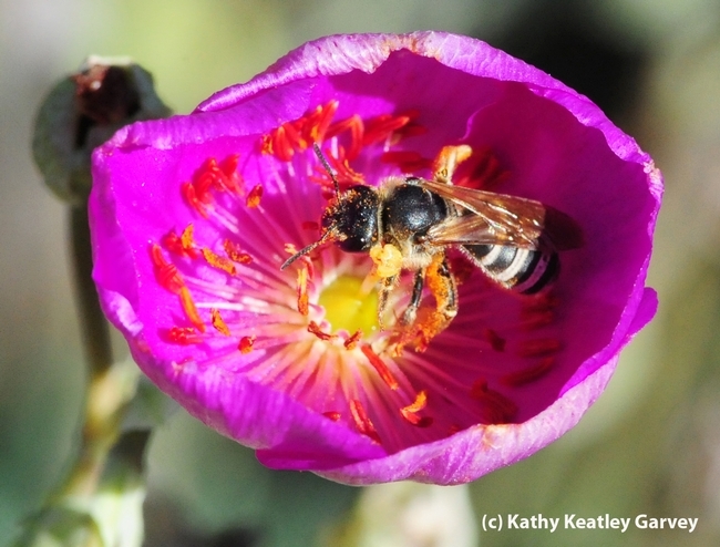 A sweat bee, Halictus farinosus, foraging on rock purslane in a Vacaville garden. (Photo by Kathy Keatley Garvey)