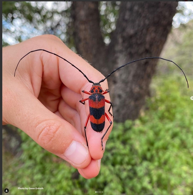 This is a Texas Canyon longhorn beetle, Megapurpuricenus magnificus, that Gwen Erdosh photographed with her Iphone 11 in Tucson, Arizona. 