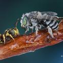 In this award-winning image,  a cuckoo bee, Nomada sp.(left), and an Anthophora bee share honey on a twig. The work of Ian Wright, it was selected as a September  (inset) image in the ESA's World of Insects calendar. (Copyrighted Photo by Ian Wright)