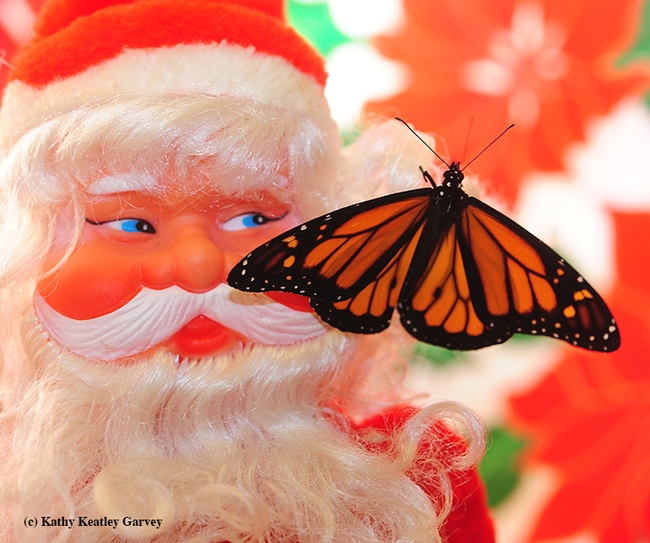 Santa greets a monarch butterfly, Danaus plexippus. This one is a male. (Photo by Kathy Keatley Garvey)