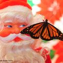 Santa greets a monarch butterfly, Danaus plexippus. This one is a male. (Photo by Kathy Keatley Garvey)