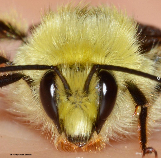 A close-up of a bumble bee, a male Bombus vandykei by Gwen Erdosh. She posted this on her Instagram account.