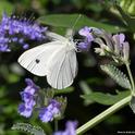 This is a cabbage white butterfly, Pieris rapae. In its larval stage, it is a pest of cucurbits. (Photo by Kathy Keatley Garvey)