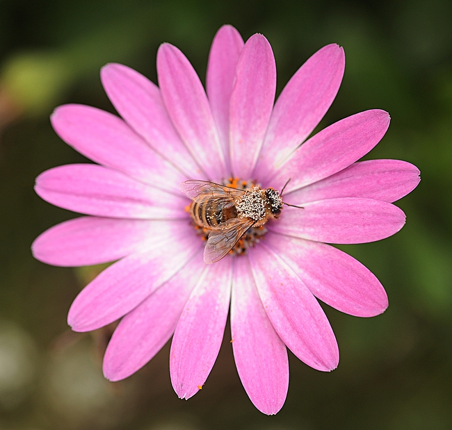 Pollen-laden honey bee foraging on a pink African daisy. (Photo by Kathy Keatley Garvey)