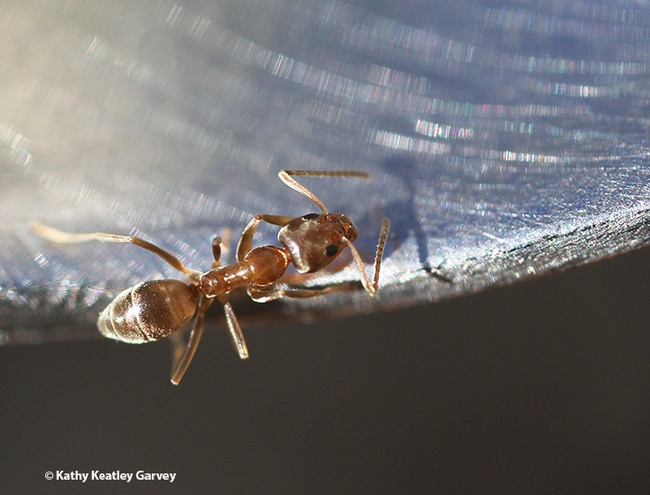 An Argentine ant quickly crawls away from a spoonful of honey. (Photo by Kathy Keatley Garvey)
