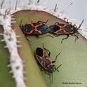 Two's company, three's a crowd? Milkweed bugs on a cactus on Jan. 2, 2022 in Vacaville, Calif. (Photo by Kathy Keatley Garvey)