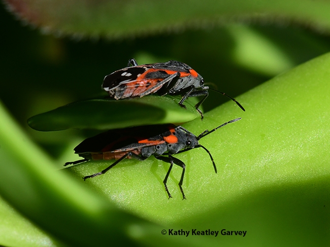 Warmth of the January sun and these milkweed bugs are getting all of it. (Photo by Kathy Keatley Garvey)