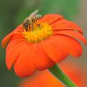 Honey bee foraging on a Mexican sunflower. (Photo by Kathy Keatley Garvey)