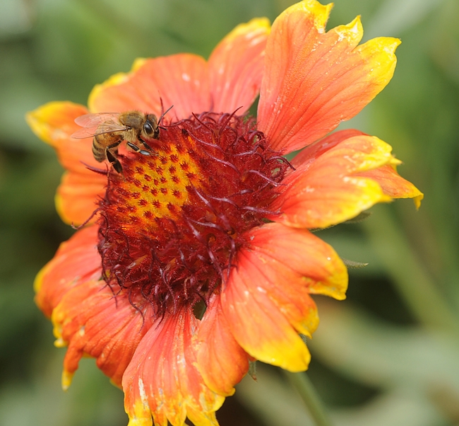 Honey bee visiting a drenched Gaillardia. (Photo by Kathy Keatley Garvey)