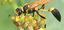 The mud dauber wasp, Sceliphron caementarium, sporting its 