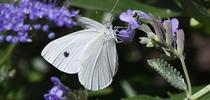 A cabbage white butterfly nectaring on lavender in Vacaville, Calif. (Photo by Kathy Keatley Garvey) for Bug Squad Blog