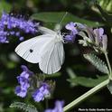 A cabbage white butterfly nectaring on lavender in Vacaville, Calif. (Photo by Kathy Keatley Garvey)