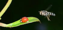 A syrphid fly, a female Scaeva pyrastri, hovers over an Asian lady beetle (Harmonia axyridis). (Photo by Kathy Keatley Garvey) for Bug Squad Blog