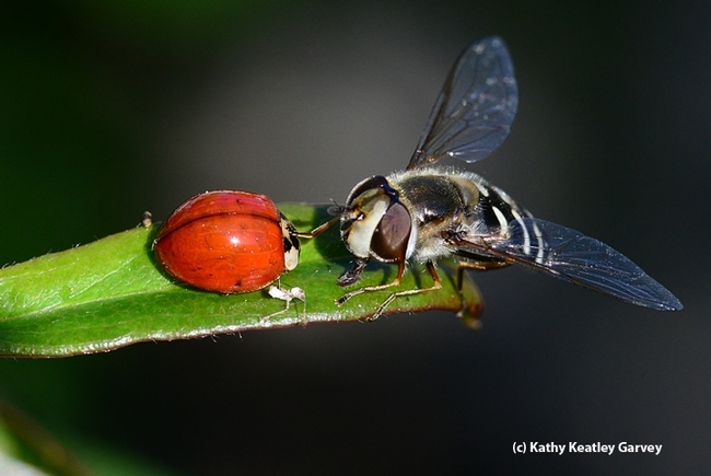 The syrphid fly licks honey dew from the head of the lady beetle, which had just feasted on the honeydew-producing aphids on a rose bush. (Photo by Kathy Keatley Garvey)