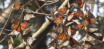 Monarchs overwintering in the Natural Bridges State Park, Santa Cruz, in 2016. (Photo by Kathy Keatley Garvey) for Bug Squad Blog