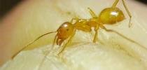 This is the species (Lasius nr. atopus) that inspired the initial stages of the UC Davis project. (Photo by Matthew  Prebus) for Bug Squad Blog