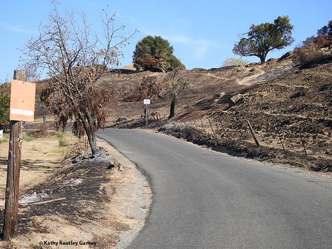 This image of Gates Canyon Road, Vacaville, was taken Sept. 25, 2020, following the massive wildfire that swept through the canyon. (Photo by Kathy Keatley Garvey)