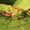 Predator and the prey: Assassin bug (left) corners a pest, a spotted cucumber beetle. (Photo by Kathy Keatley Garvey)
