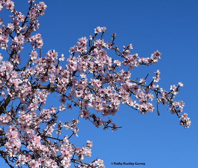 Almond blossoms greet the sky and bees in this image taken at the Matthew Turner Shipyard Park in Benicia on Jan. 30, 2012. (Photo by Kathy Keatley Garvey)
