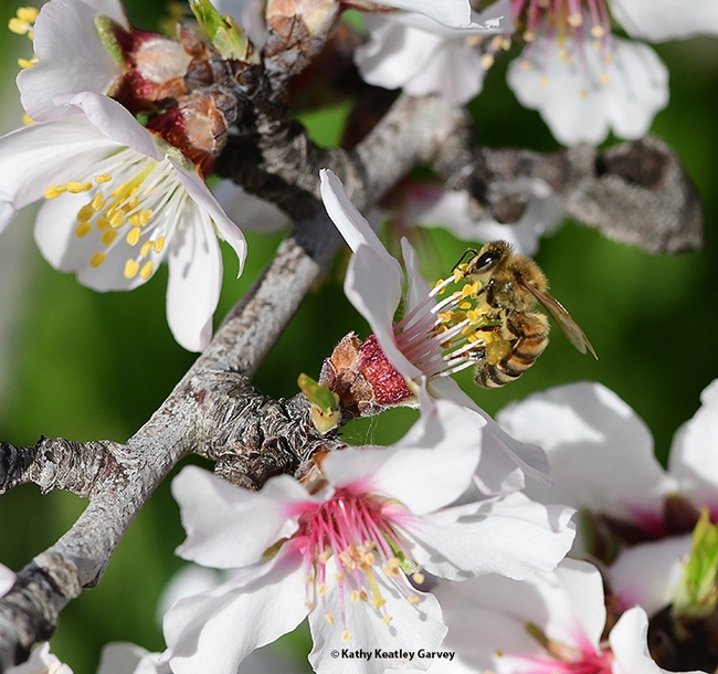 A honey bee forages on an almond blossom, gathering nectar and pollen for her colony. (Photo by Kathy Keatley Garvey)