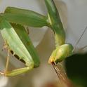 Praying mantis with remnants of a meal. (Photo by Kathy Keatley Garvey)