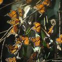 Community ecologist Louie Yang  captured this image of monarchs at the Coronado Butterfly Preserve in 2006.