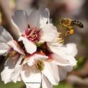 A honey bee, packing a load of orange pollen, heads for another almond blossom on Feb. 7, 2022 in Vacaville, Calif. Honey Bees are an integral part of the UC Davis Biodiversity Museum Day. (Photo by Kathy Keatley Garvey)