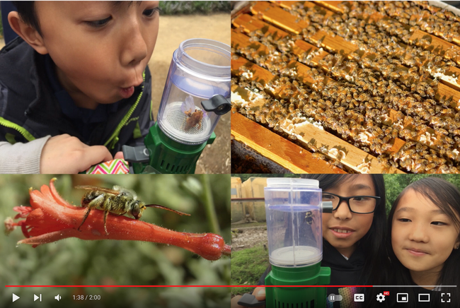 This is a screen shot of a YouTube video, the work of Christine Casey, academic program management officer for the UC Davis Bee Haven.
